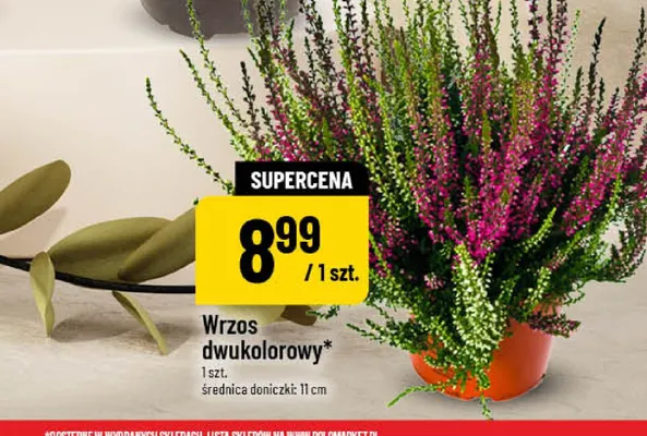 Wrzos dwukolorowy promocja w POLOmarket