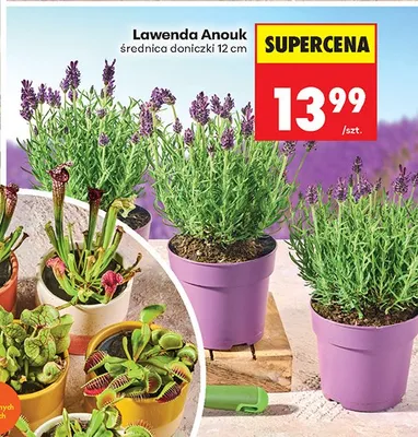 Lawenda Anouk średnica doniczki 12cm promocja w Biedronka