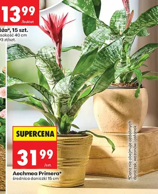 Aechmea Primera promocja w Biedronka