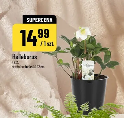 Helleborus promocja w POLOmarket