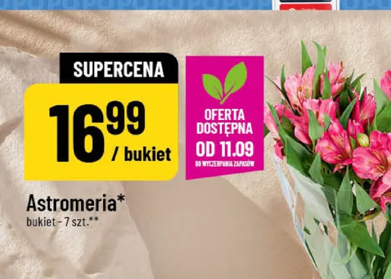 Astromeria bukiet 7 szt. promocja w POLOmarket