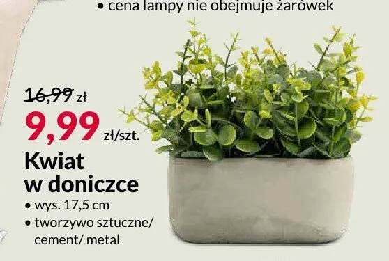 Kwiat w doniczce promocja w Salony Agata