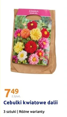 Cebulki kwiatowe dalii promocja w Action