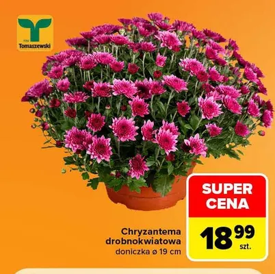Chryzantema drobnokwiatowa doniczka ø 19 cm Tomaszewski promocja w Carrefour