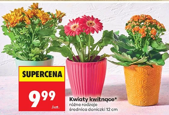 Kwiaty kwitnące różne rodzaje promocja w Biedronka