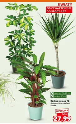 Roślina zielona XL dracena promocja w Kaufland