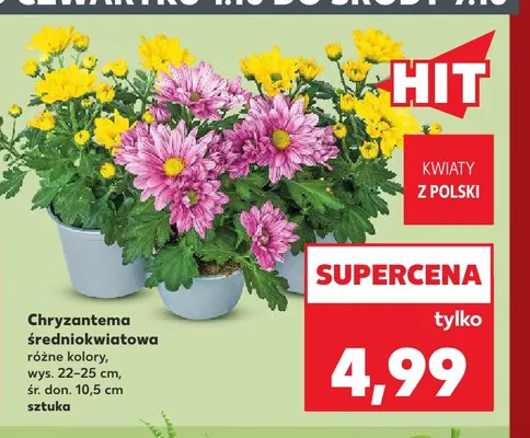 Chryzantema średniokwiatowa promocja w Kaufland