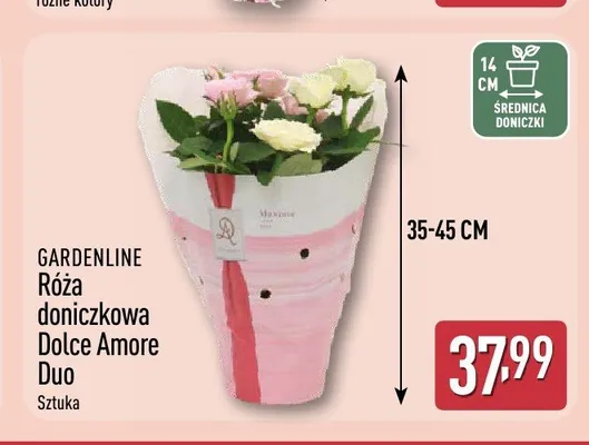 Róża doniczkowa Dolce Amore Duo GARDENLINE promocja w Aldi