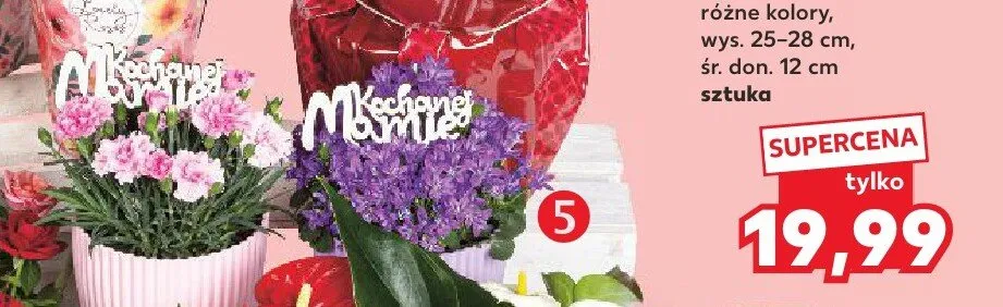 Goździk z pikiem w osłonce wys. 25-28cm śr. don. 12cm promocja w Kaufland