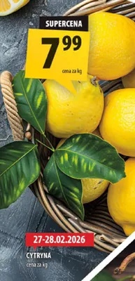 Cytryna promocja w Arhelan