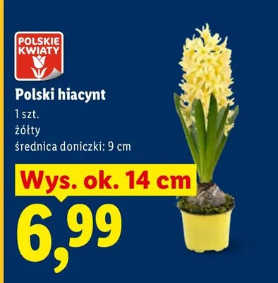 Polski hiacynt promocja w Lidl