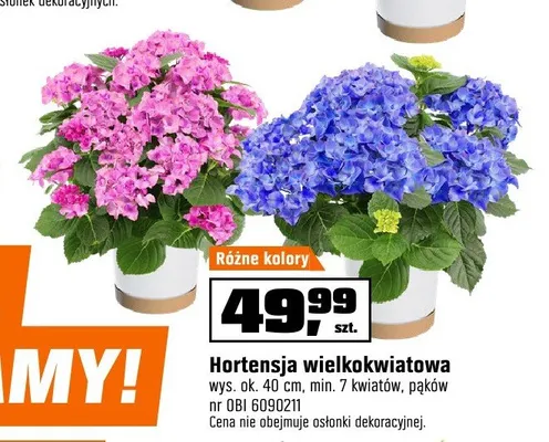 Hortensja wielkokwiatowa wys. ok. 40cm min. 7 kwiatów pąków promocja w OBI