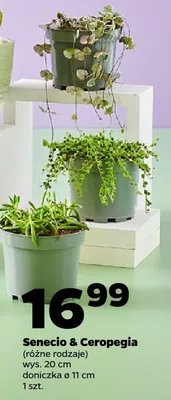 Senecio & Ceropegia (różne rodzaje) promocja w Netto