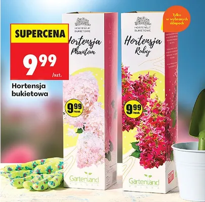 Krzew hortensja bukietowa, różne rodzaje promocja w Biedronka