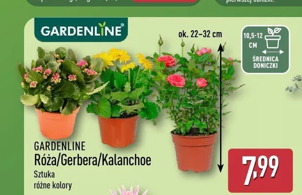 Gerbera Gardenline promocja w Aldi