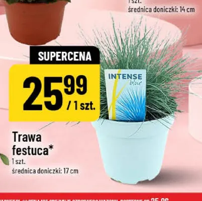 Trawa Festuca Intense Blue promocja w POLOmarket