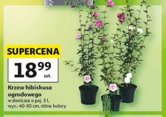 Krzew hibiskusa ogrodowego promocja w Auchan