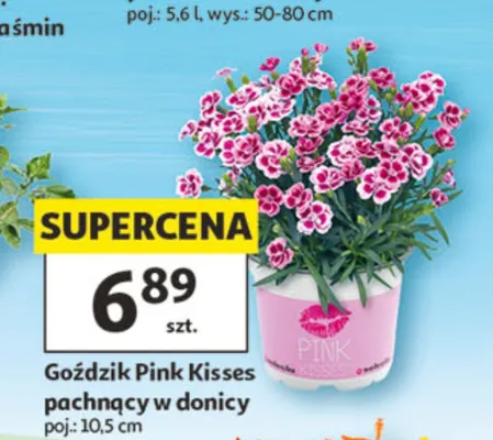 Goździk Pink Kisses pachnący w donicy promocja w Auchan