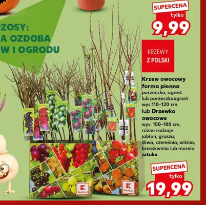 Drzewko owocowe czereśnia promocja w Kaufland