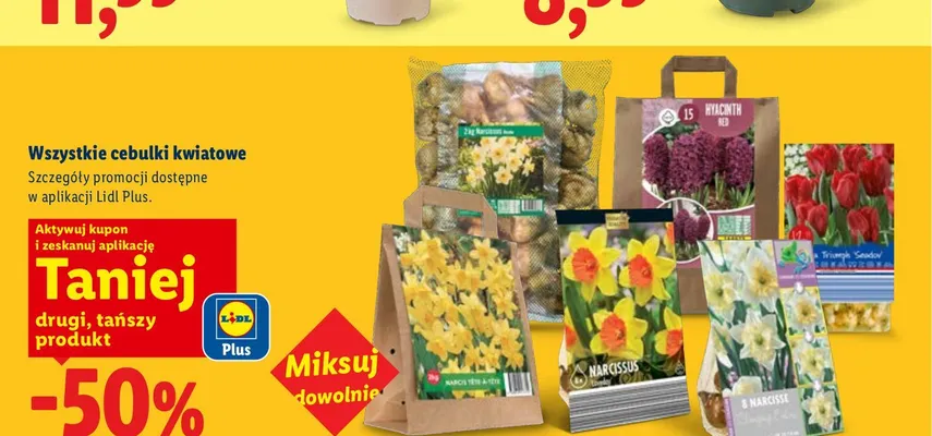 Cebulki kwiatowe Narcyz promocja w Lidl