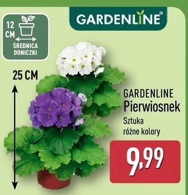 Pierwiosnek promocja w Aldi