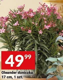 Oleander doniczka 17cm promocja w Twój Market