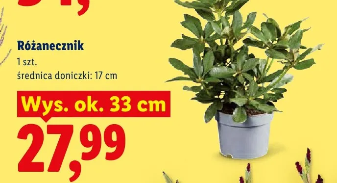 Różanecznik wys. ok. 33 cm średnica doniczki 17 promocja w Lidl