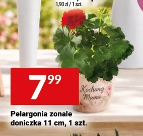 Pelargonia zonale doniczka 11cm promocja w Twój Market
