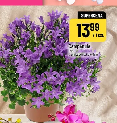 Campanula promocja w POLOmarket