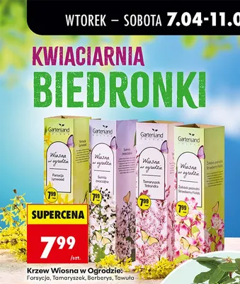 Krzew, różne rodzaje promocja w Biedronka