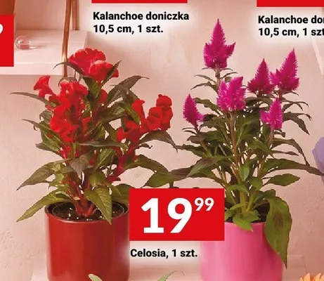 Celosia promocja w Twój Market