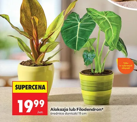 Filodendron promocja w Biedronka