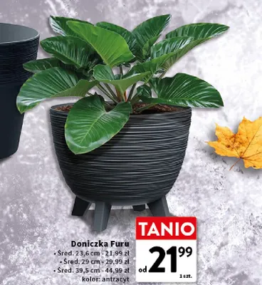 Doniczka Furu śred. 23,6 cm promocja w Intermarche