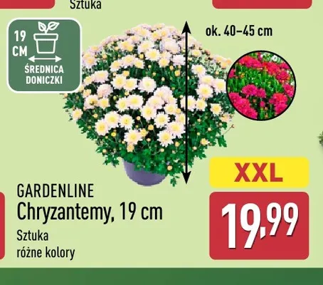 Chryzantemy Gardenline promocja w Aldi