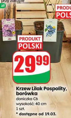 Krzew Lilak Pospolity doniczka C6  promocja w Dino