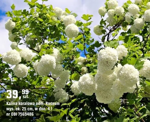 Kalina koralowa pom. Roseum promocja w OBI