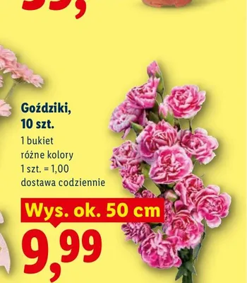 Goździki 10-pak promocja w Lidl