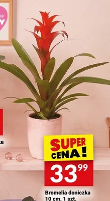 Bromelia doniczka 10cm promocja w Twój Market