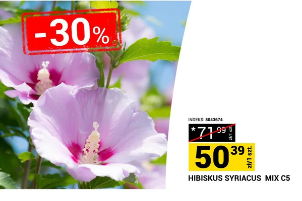 Hibiskus syriacus mix C5 promocja w Merkury Market