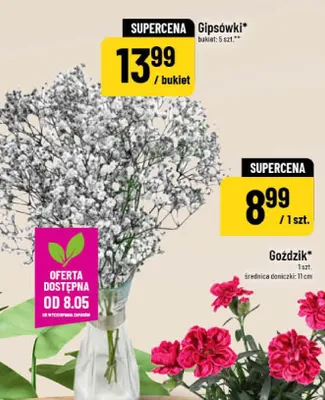Goździk średnica doniczki 11cm promocja w POLOmarket