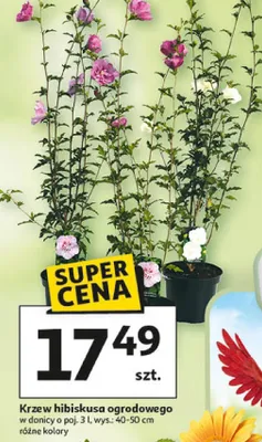 Krzew hibiskusa ogrodowego promocja w Auchan
