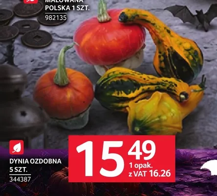 Dynia ozdobna promocja w Selgros