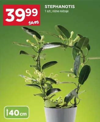 Stephanotis różne rodzaje promocja w Stokrotka