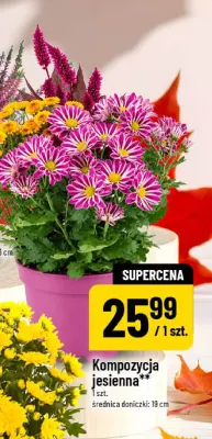Kompozycja jesienna promocja w POLOmarket