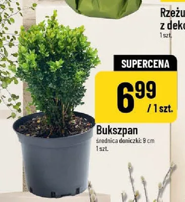 Bukszpan średnica doniczki: 9 cm promocja w POLOmarket