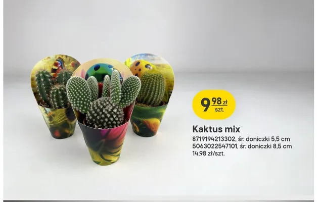 Kaktus mix śr. doniczki 5,5 cm promocja w Castorama