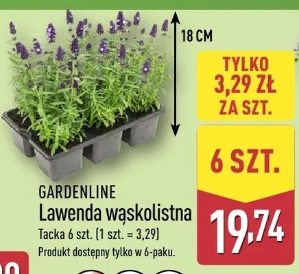 Lawenda wąskolistna promocja w Aldi