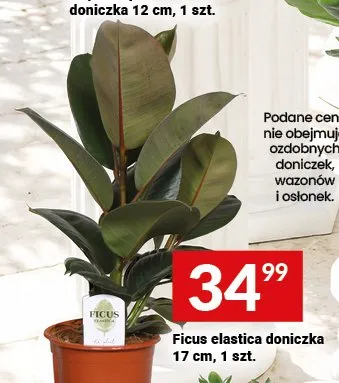 Ficus elastica doniczka promocja w Twój Market