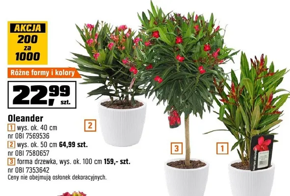 Oleander różne formy i kolory promocja w OBI