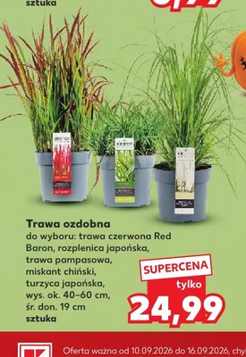 Trawa ozdobna trawa czerwona Red Baron promocja w Kaufland